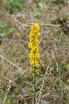 Roan Mountain goldenrod